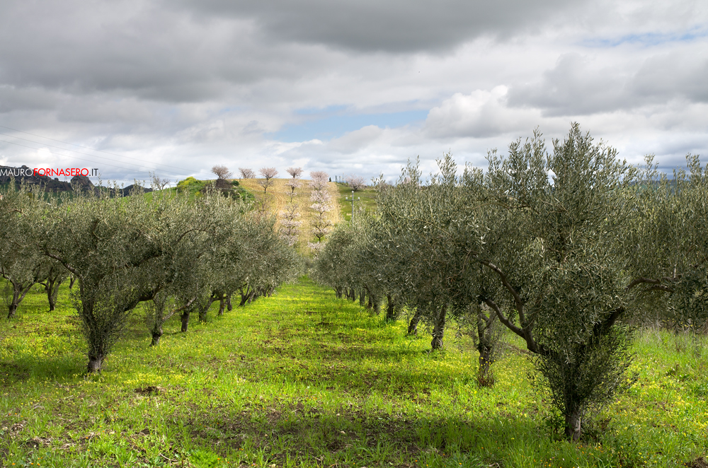 Filare di ulivi nella campagna nissena