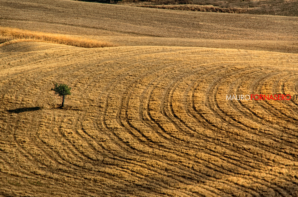 Campo di grano appena mietuto