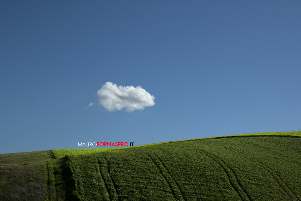 Campo di grano verde