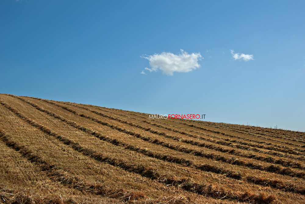 campo di grano