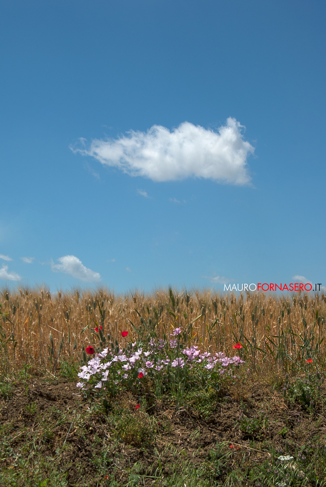 Campo di grano con fiori e nuvola